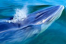 Сезон наблюдения за китами начался в Пхетчабури