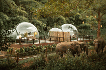 Jungle Bubble от Anantara Golden Triangle Elephant Camp & Resort 5*
